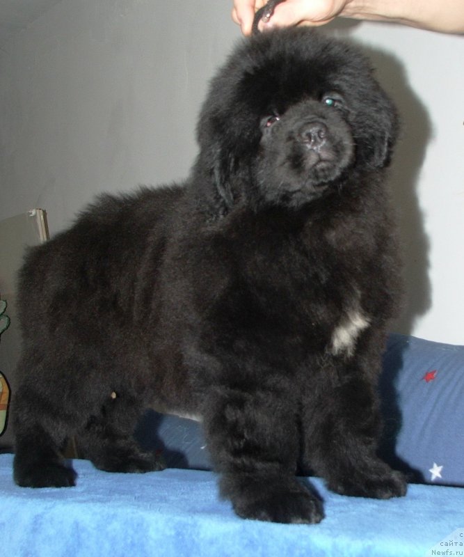 Фото: ньюфаундленд Plushevaya Panda Esfera Beautiful (Плюшевая Панда Эсфера Беаутифул)