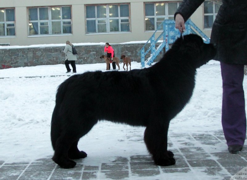 Фото: ньюфаундленд Akvian Song Idzumi (Аквиан Сонг Идзуми)