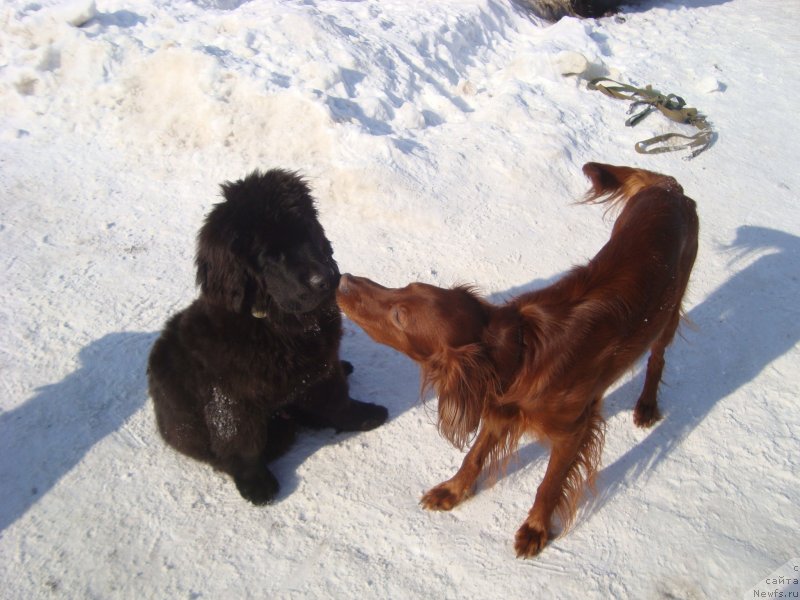 Фото: ньюфаундленд Potap Olan (Потап Олан)