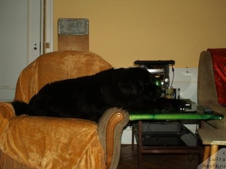 Фото: ньюфаундленд Pontus Pit (Понтус Пит)