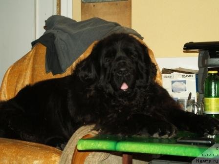 Фото: ньюфаундленд Pontus Pit (Понтус Пит)