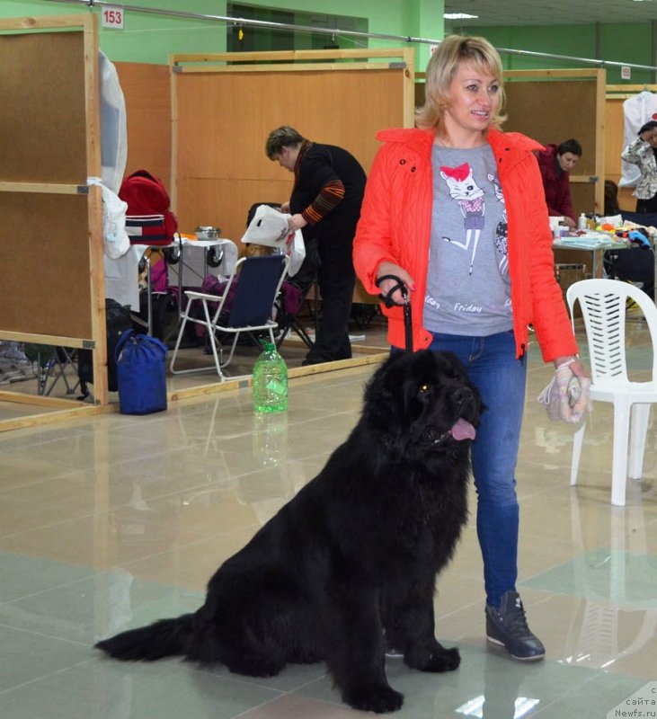 Фото: ньюфаундленд Velyke Malyatko Vernyj Krasen'Tim