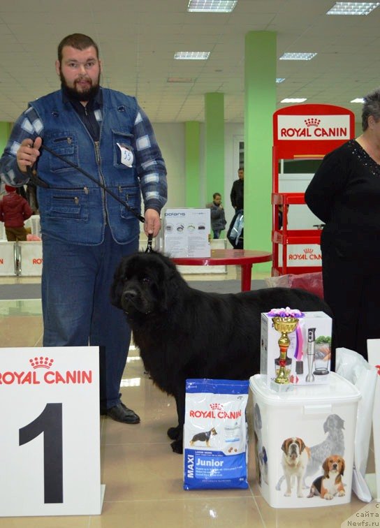 Фото: ньюфаундленд Velyke Malyatko Vernyj Krasen'Tim