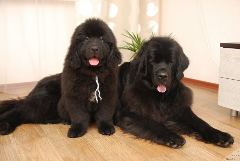 Фото: ньюфаундленд Formula Lyubvi ot Sibirskogo Medvedya (Формула Любви от Сибирского Медведя), Geneva Moon Bear