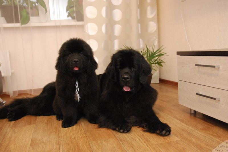 Фото: ньюфаундленд Formula Lyubvi ot Sibirskogo Medvedya (Формула Любви от Сибирского Медведя), Geneva Moon Bear