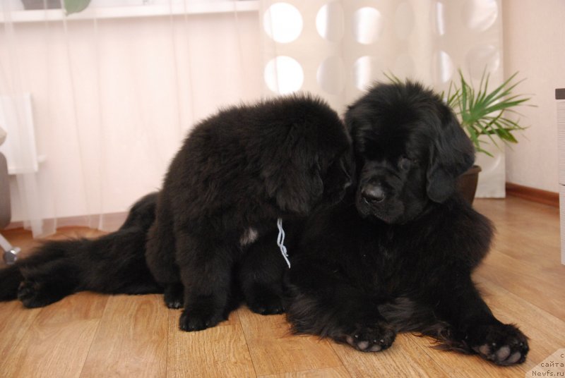 Фото: ньюфаундленд Formula Lyubvi ot Sibirskogo Medvedya (Формула Любви от Сибирского Медведя), Geneva Moon Bear