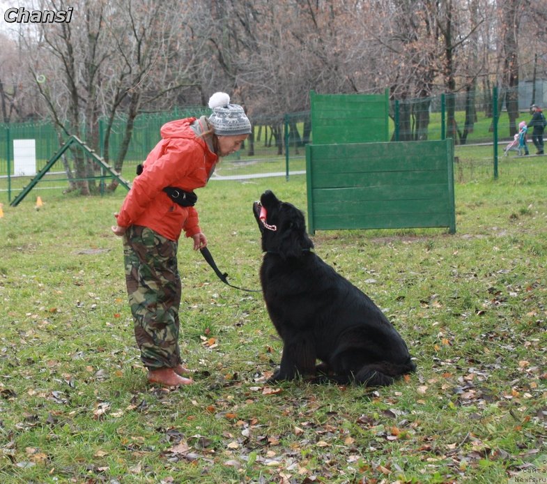 Фото: ньюфаундленд Toptyzhka Galatea Morskaya Nereida (Топтыжка Галатея Морская Нереида)