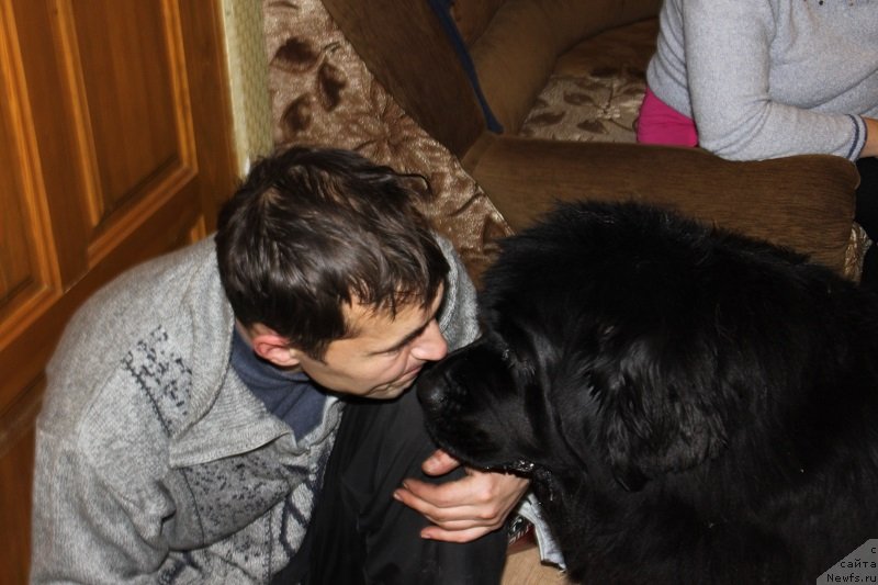 Фото: ньюфаундленд Toptyijka Siyanie ot Aysberga (Топтыжка Сияние от Айсберга), 5 лет