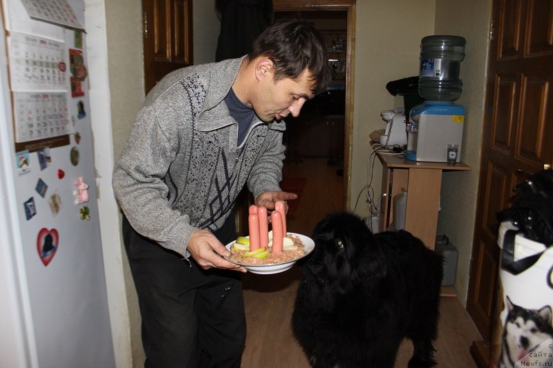 Фото: ньюфаундленд Toptyijka Siyanie ot Aysberga (Топтыжка Сияние от Айсберга), 5 лет