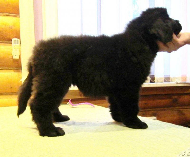 Фото: ньюфаундленд Zakariya Aisha Imperskaya (Закария Аиша Имперская)