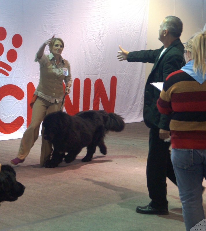 Фото: ньюфаундленд Charuyuschiy Chezario (Чарующий Чезарио)