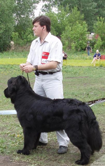 Фото: Oleg Bocharov (Олег Бочаров), ньюфаундленд Mag Ispolin Kopperfil'd (Маг Исполин Копперфильд)