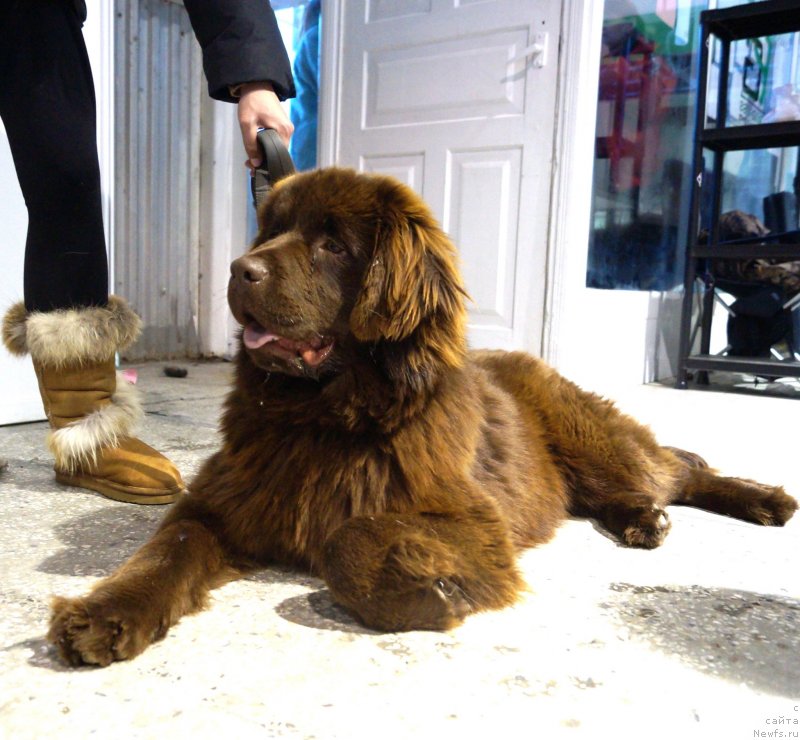 Фото: ньюфаундленд SHardone s Berega Dona (Шардоне с Берега Дона)