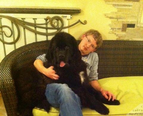 Фото: ньюфаундленд Garden Of Ze Stars (Гарден Оф Зе Старс)