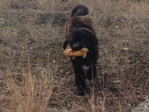 Фото: ньюфаундленд Garden Of Ze Stars (Гарден Оф Зе Старс)