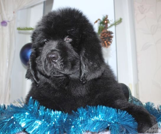 Фото: ньюфаундленд Dar Svezy Unika Sagitta (Дар Свезы Юника Сагитта)