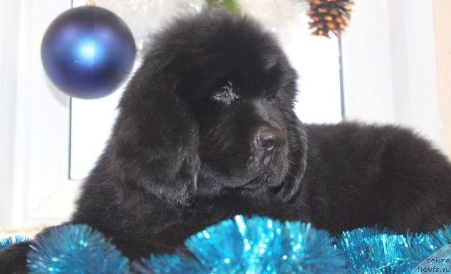 Фото: ньюфаундленд Dar Svezy Unika Sagitta (Дар Свезы Юника Сагитта)