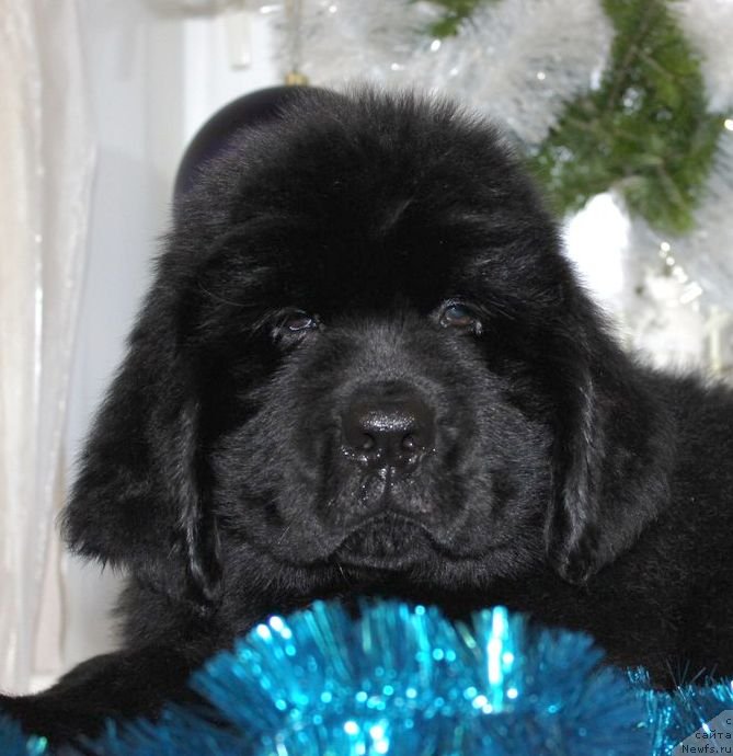 Фото: ньюфаундленд Dar Svezy Unika Sagitta (Дар Свезы Юника Сагитта)