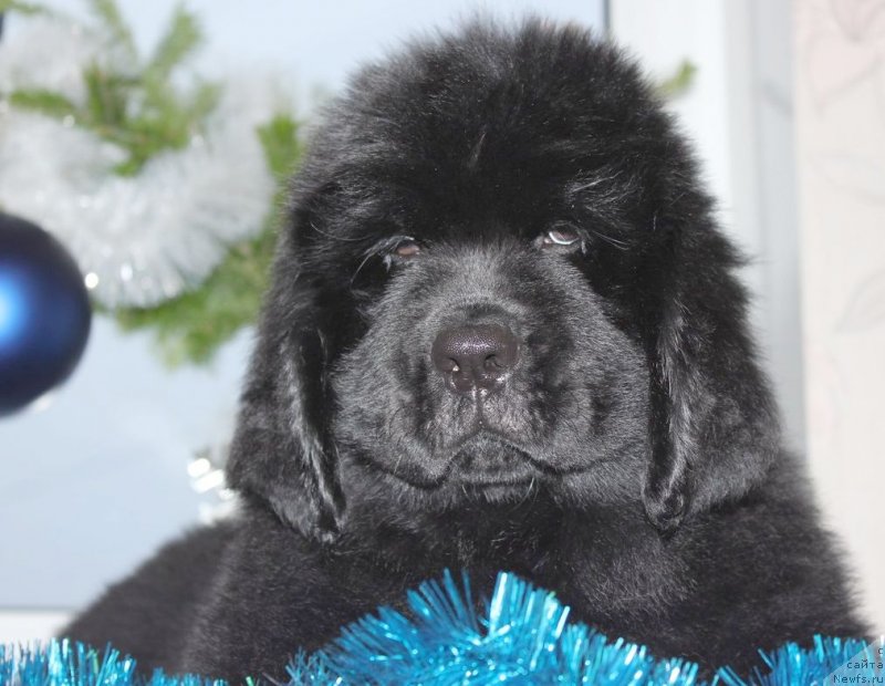 Фото: ньюфаундленд Dar Svezy Unika Sagitta (Дар Свезы Юника Сагитта)