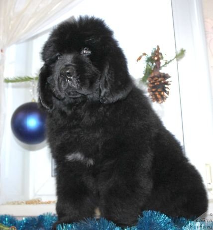 Фото: ньюфаундленд Dar Svezy Unika Sagitta (Дар Свезы Юника Сагитта)