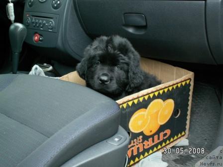 Фото: Генерал Фрост (в быту Гера)