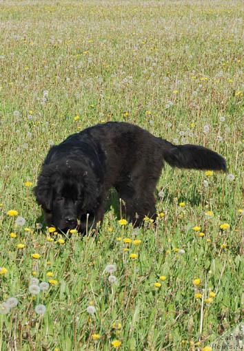 Фото: ньюфаундленд Sent Djons Orfey (Сент Джонс Орфей)