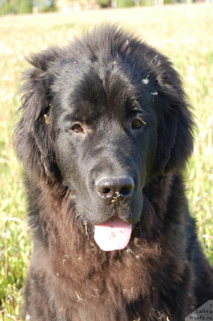 Фото: ньюфаундленд Sent Djons Orfey (Сент Джонс Орфей)