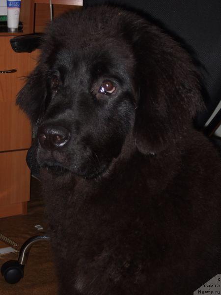 Фото: ньюфаундленд Sent Djons Otrada (Сент Джонс Отрада)