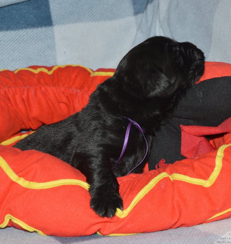 Фото: ньюфаундленд Aquatoriya Kelvin Kadril (Акватория Келвин Кадриль)