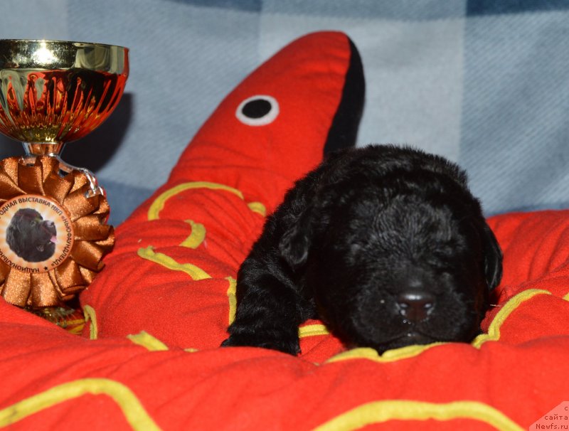 Фото: ньюфаундленд Aquatoriya Kelvin Kadril (Акватория Келвин Кадриль)