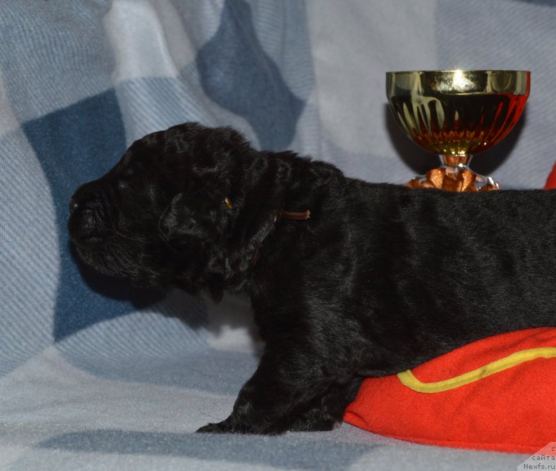 Фото: ньюфаундленд Aquatoriya Kelvin Kadril (Акватория Келвин Кадриль)