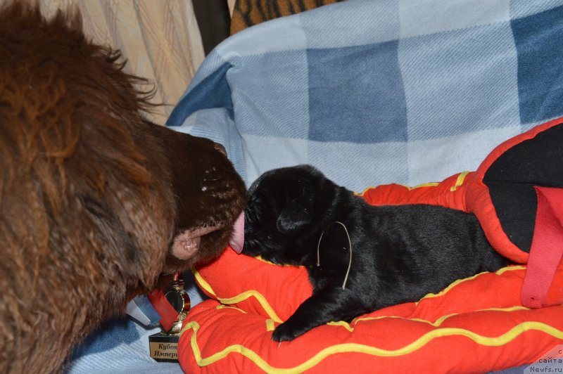 Фотография № 141209