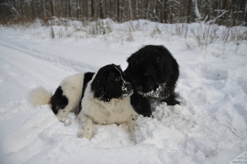 Фотография № 141229