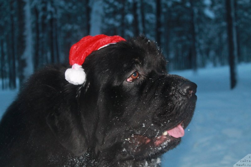 Фото: ньюфаундленд Omar SHerif (Омар Шериф)