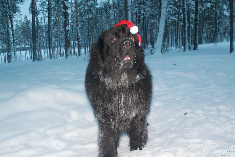 Фото: ньюфаундленд Omar SHerif (Омар Шериф)