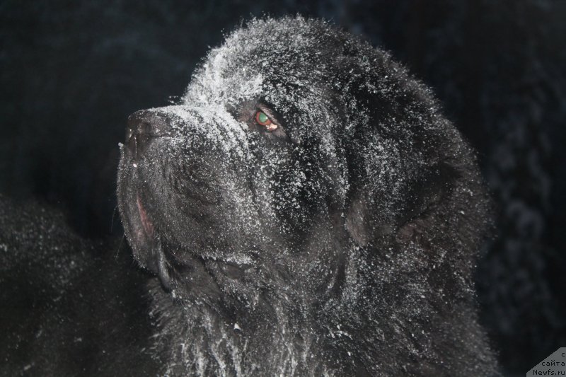 Фото: ньюфаундленд Omar SHerif (Омар Шериф)