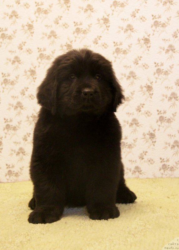 Фотография № 141236