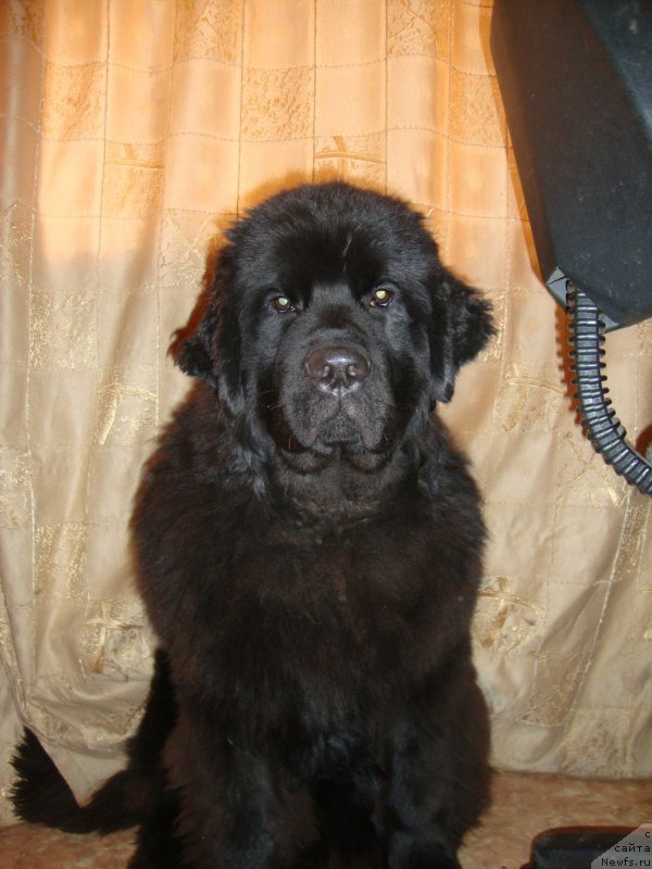 Фото: ньюфаундленд Sent Djons Zaura (Сент Джонс Заура)