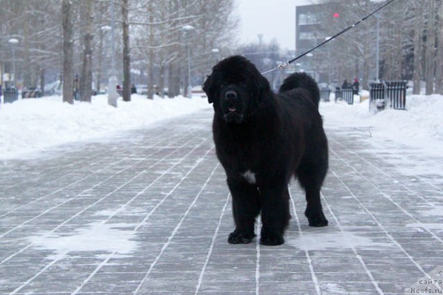 Фото: ньюфаундленд Akvian Song Idzumi (Аквиан Сонг Идзуми)