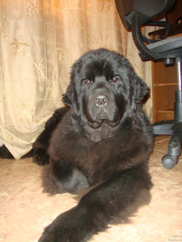 Фото: ньюфаундленд Sent Djons Zaura (Сент Джонс Заура)