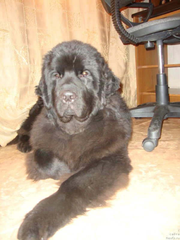 Фото: ньюфаундленд Sent Djons Zaura (Сент Джонс Заура)