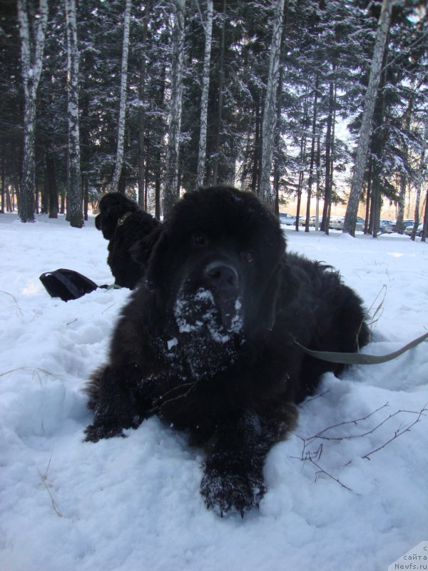 Фото: ньюфаундленд Sent Djons Zaura (Сент Джонс Заура)