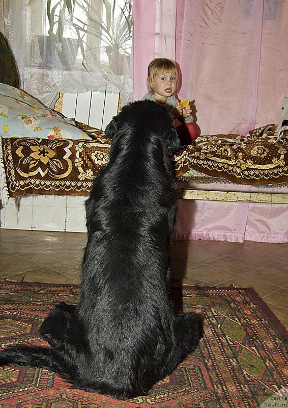 Фото: ньюфаундленд Elizaveta Vialiki Miadzvedz (Елизавета Вялiкi Мядзведзь), Ульяна