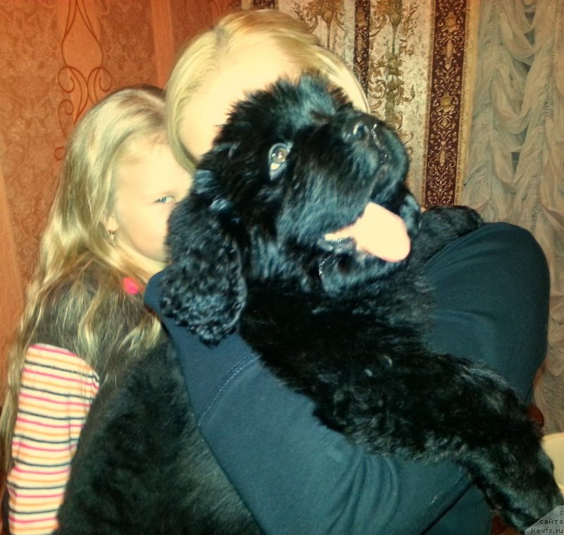 Фото: ньюфаундленд Plushevaya Panda Eden Classic (Плюшевая Панда Эден Классик)