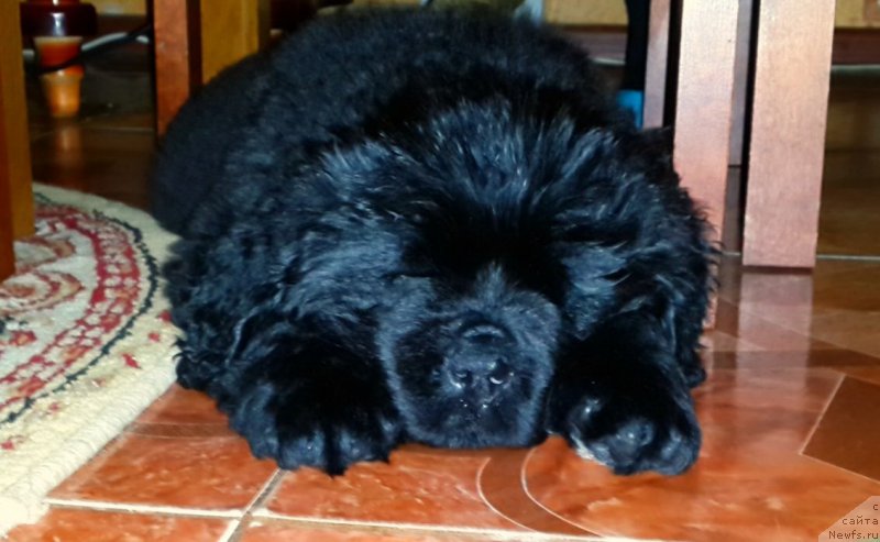 Фото: ньюфаундленд Plushevaya Panda Eden Classic (Плюшевая Панда Эден Классик)