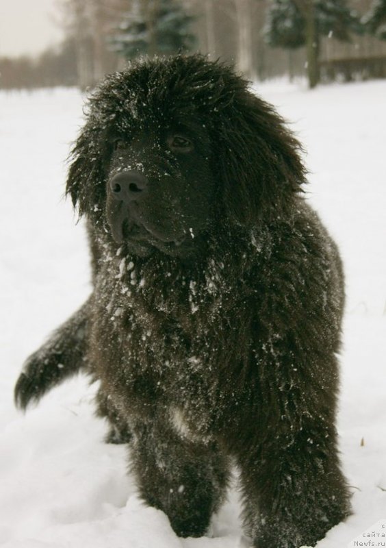 Фотография № 141290