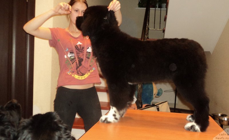 Фото: ньюфаундленд Akvian Song Ledi In Blyek (Аквиан Сонг Леди Ин Блэк)