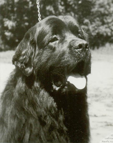 Фото: ньюфаундленд Mavr YEvilor (Мавр Эвилор)