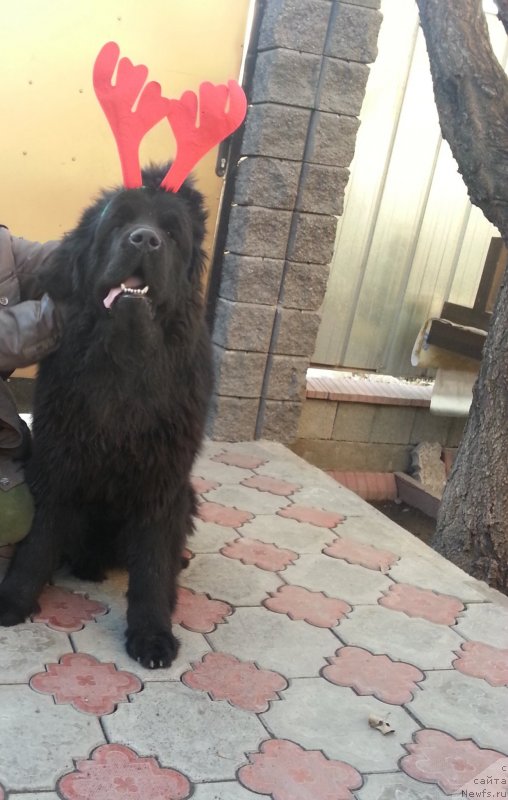 Фото: ньюфаундленд Fluffy Avalanch Exspress Your Self (Флюфи Аваланч Экспресс Юоур Сулф)