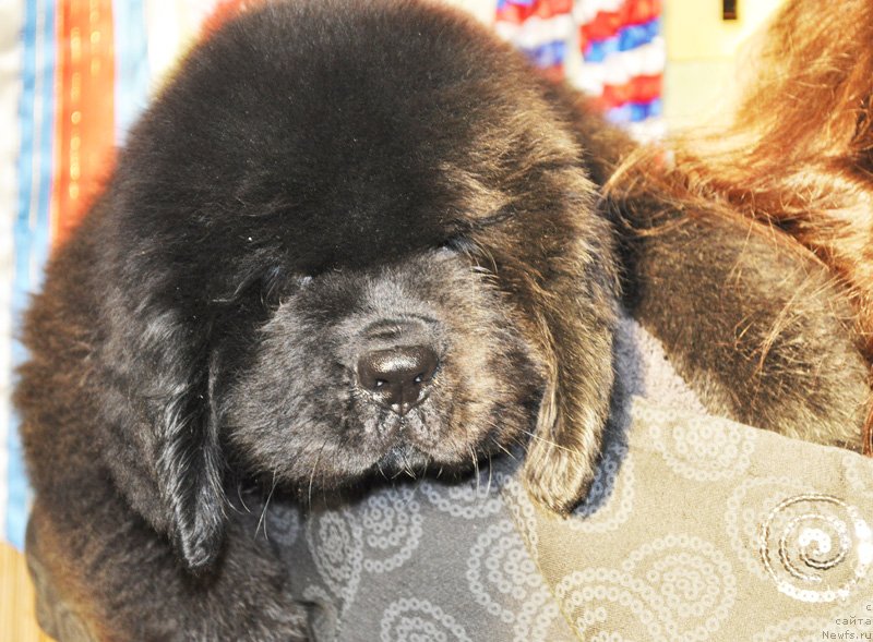 Фото: Бегущая по волнам Ретён оф зе Квин